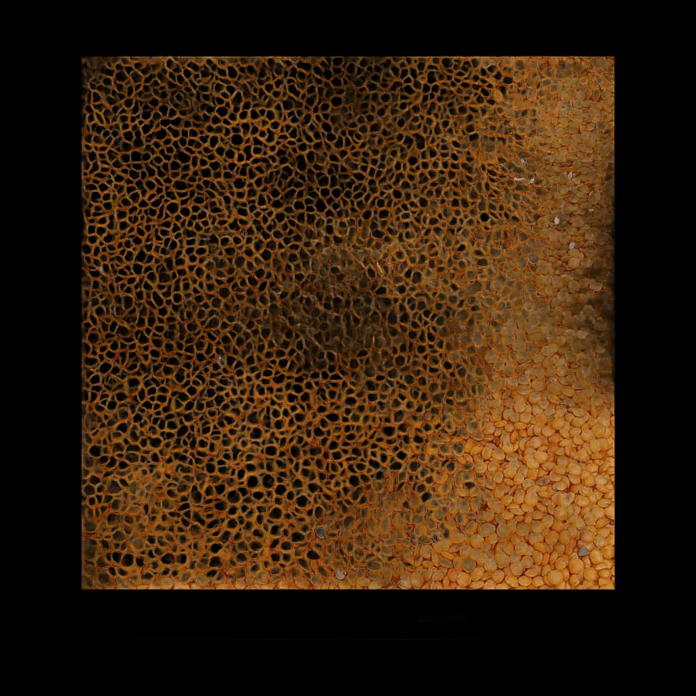 Merta Local Masoor Dal (Loose) 1 kg